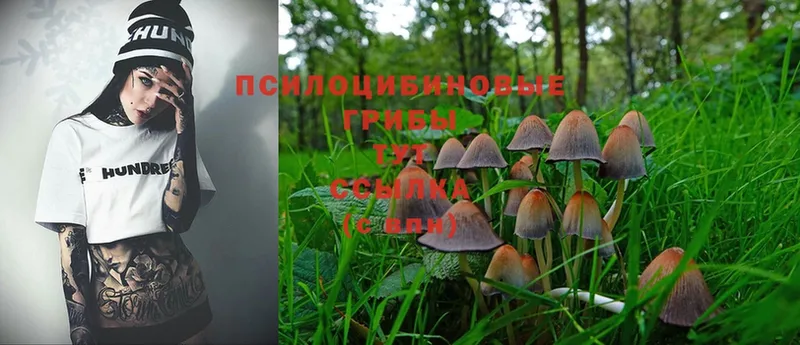 Галлюциногенные грибы Psilocybine cubensis  Лабытнанги 