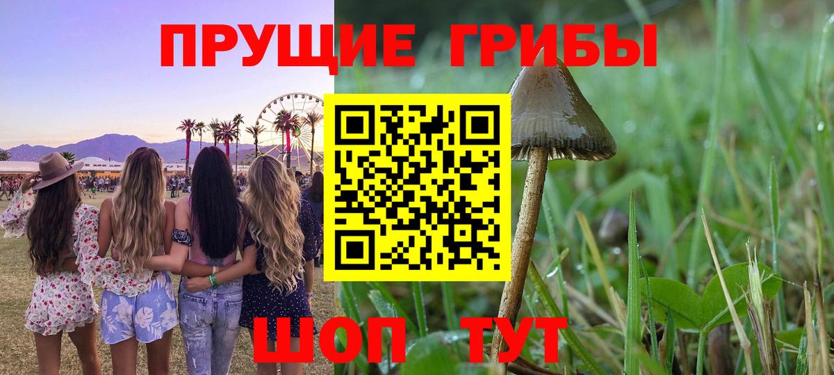 Галлюциногенные грибы Psilocybine cubensis Лабытнанги